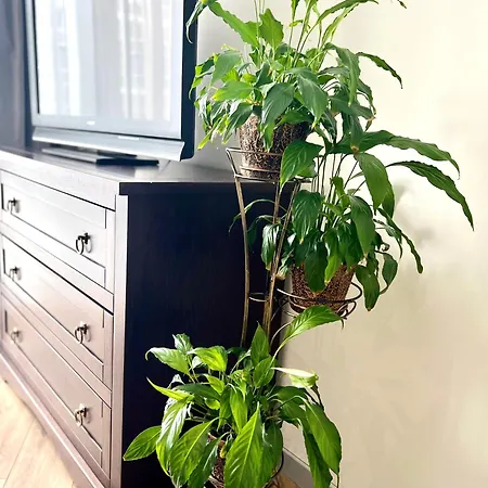 Apartment Osapart On Shevchenka 19 1 Lviv
